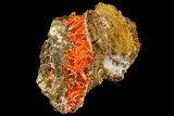 Bright Orange Crocoite Crystal Cluster - Tasmania #171693-1